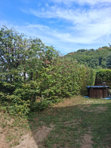 Photo de galerie - Taille de haies et d'arbustes