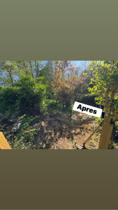 Photo de galerie - Elagage et coupe d'arbres