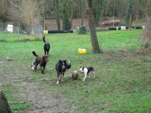 Photo de galerie - Garde animaux
