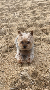 Photo de galerie - Garde chien dans les landes 