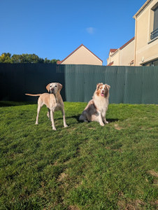 Photo de galerie - Garde chiens