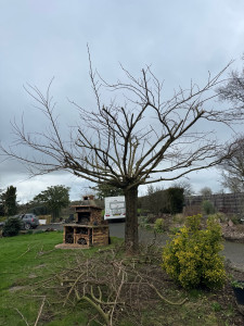 Photo de galerie - éclaircissement et rabattage d un mûrier 