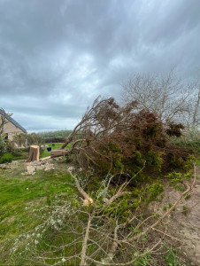Photo de galerie - Abattage de cyprès