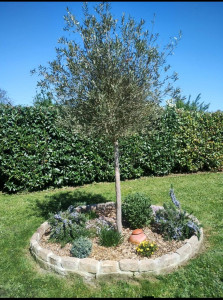 Photo de galerie - Création d'un massif surélevé avec pierres naturelles, plantation d'un olivier et de fleurs autour