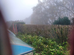 Photo de galerie - Taille de photinia 
