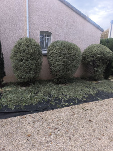 Photo de galerie - Taille de haies et d'arbustes