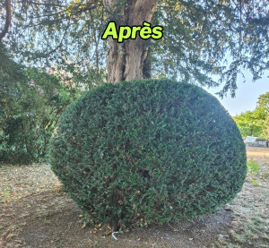 Photo de galerie - Taille de haies et d'arbustes