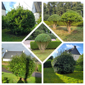 Photo de galerie - Taille des camélias sur la commune de Rostrenen.