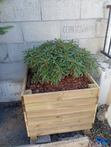 Photo de galerie - Réalisation d'une jardinière pour un rhododendron 