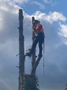 Photo de galerie - Démontage d’un arbre dangereux