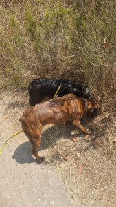 Photo de galerie - Garde chien