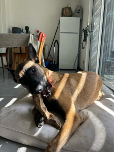 Photo de galerie - Caporal, un malinois d’un an gardé pendant une semaine, promenade régulièrement, balade au parc, nourrissage et surtout caresse à gogo.