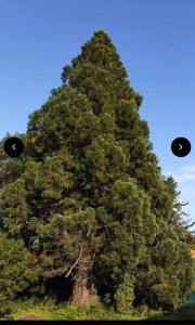 Photo de galerie - Elagage et coupe d'arbres