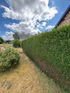 Photo de galerie - Taille de haie 