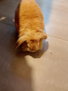 Photo de galerie - Visite d'Achille aux Angles