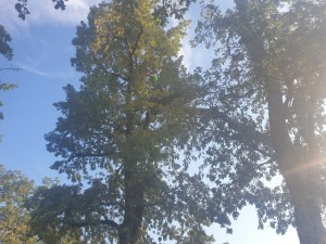 Photo de galerie - Besoin d'arbres à élagager.......