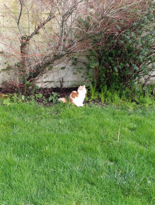 Photo de galerie - Garde chat à domicile 