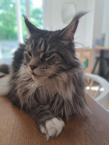 Photo de galerie - Garde chat