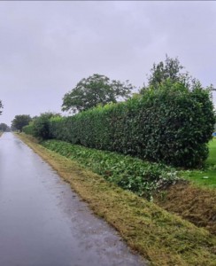 Photo de galerie - Haie de laurrier  et sapin fin