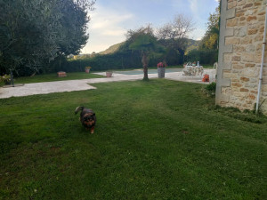 Photo de galerie - Entretien d'une pelouse pour un gîte 