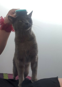 Photo de galerie - Garde chat