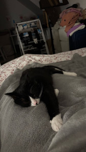 Photo de galerie - Garde chat