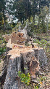 Photo de galerie - Abattage peuplier 