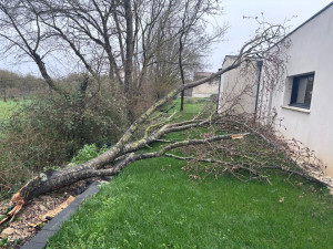 Photo de galerie - Abattage d’urgence après tempête