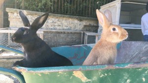 Photo de galerie - Une de mes nombreuses expèriences en fermes pédagogiques, bon la photo est pas mal et mignonne donc je mets ^^