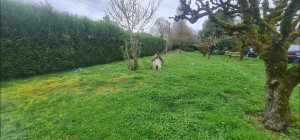 Photo de galerie - Avant tonte 