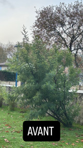 Photo de galerie - Taille d’un mimosa avant 