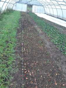 Photo de galerie - Jardinier