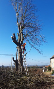 Photo de galerie - Abattage arbre 