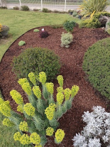 Photo de galerie - Création massifs 