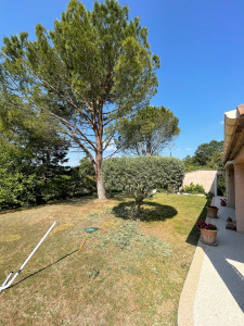 Photo de galerie - Taille d’un olivier et de pin 