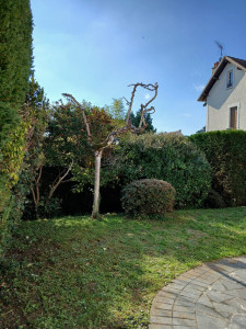 Photo de galerie - Taille de haies et d'arbustes