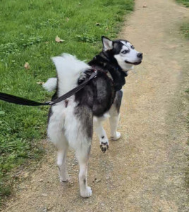 Photo de galerie - Beau husky qui s'appelle Jajou