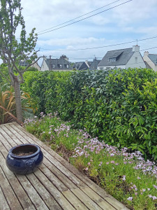 Photo de galerie - Taillage de haie 
