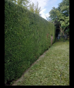 Photo de galerie - Taille de haies et d'arbustes