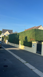 Photo de galerie - Taille de haies et d'arbustes