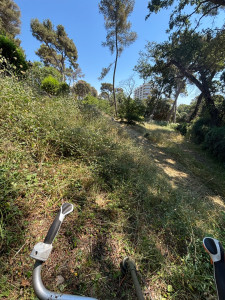 Photo de galerie - Tonte de pelouse - Débroussaillage