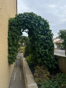 Photo de galerie - Taille et sculpture d'arche végétale (lierre)