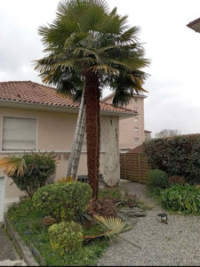 Photo de galerie - Abattage d’un palmier 