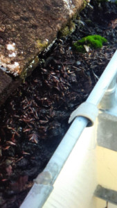 Photo de galerie - Nettoyage de gouttière