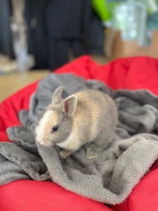 Photo de galerie - Garde petit lapin 