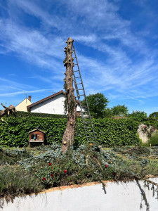 Photo de galerie - Abattage cèdre bleu 