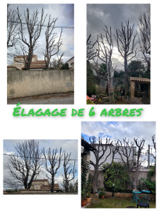 Photo de galerie - élagage de 6 arbres 