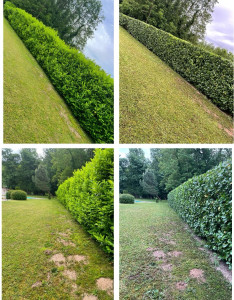 Photo de galerie - Taille de haie de laurier 