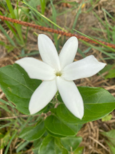 Photo de galerie - Aide à domicile. polyvalente 