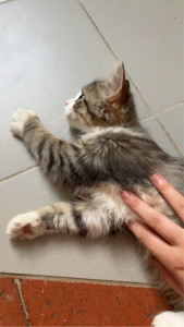 Photo de galerie - Voici Youki un petit chaton que j’ai gardé 